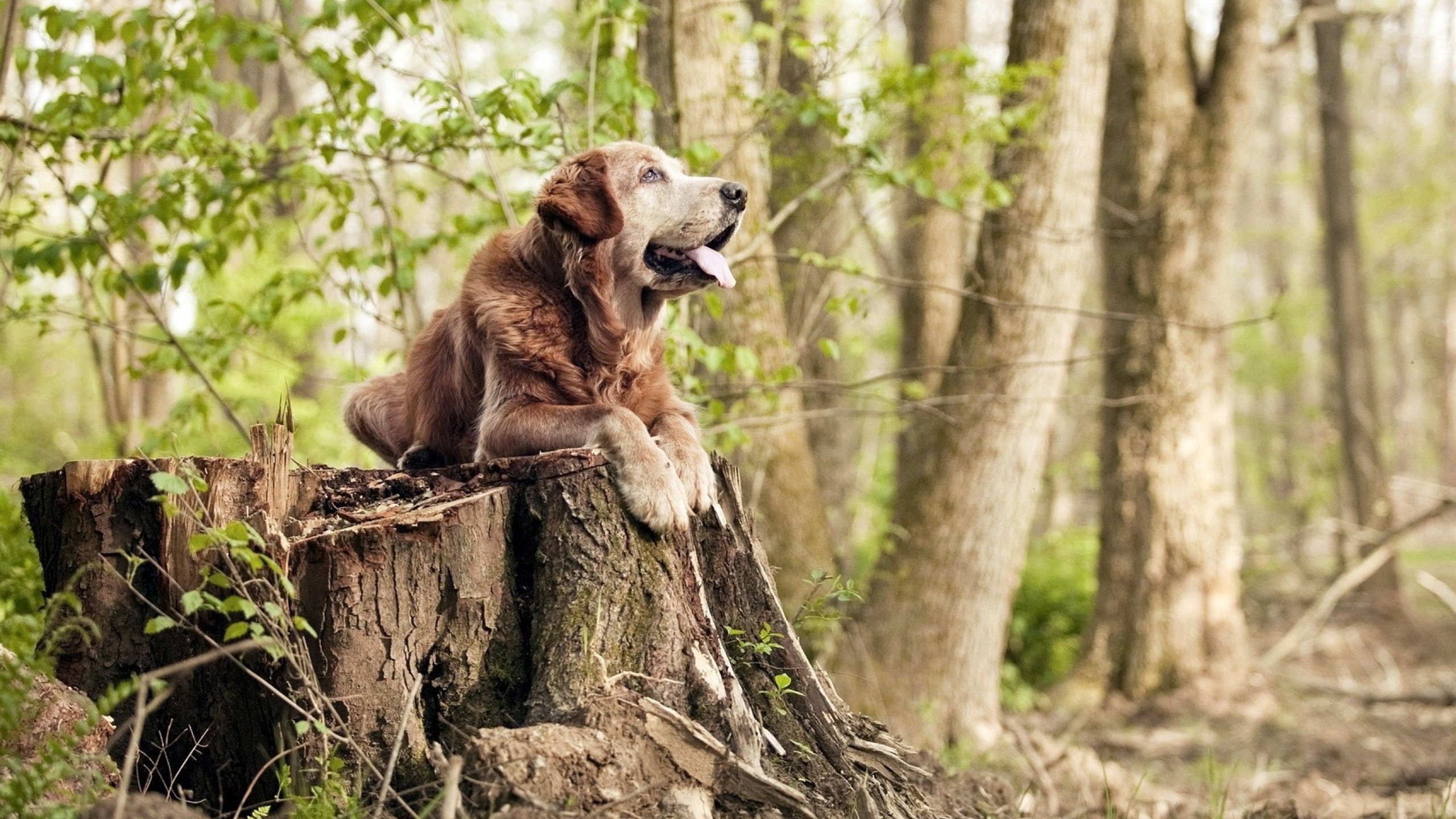 kering.com-中国女篮发挥整体实力优势，中国女篮好厉害
