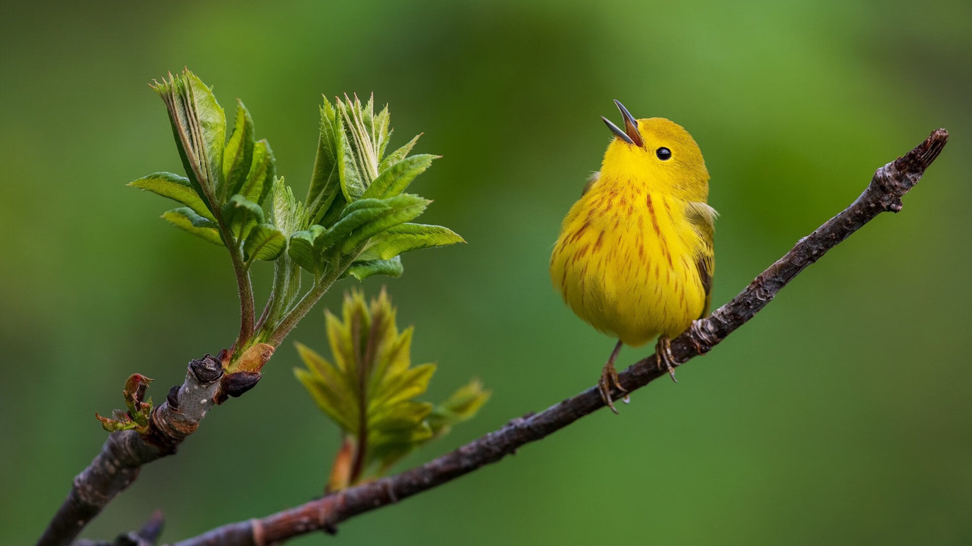 开云体育官网登入-塞尔塔加强控球保持比赛主动，塞尔塔新球场