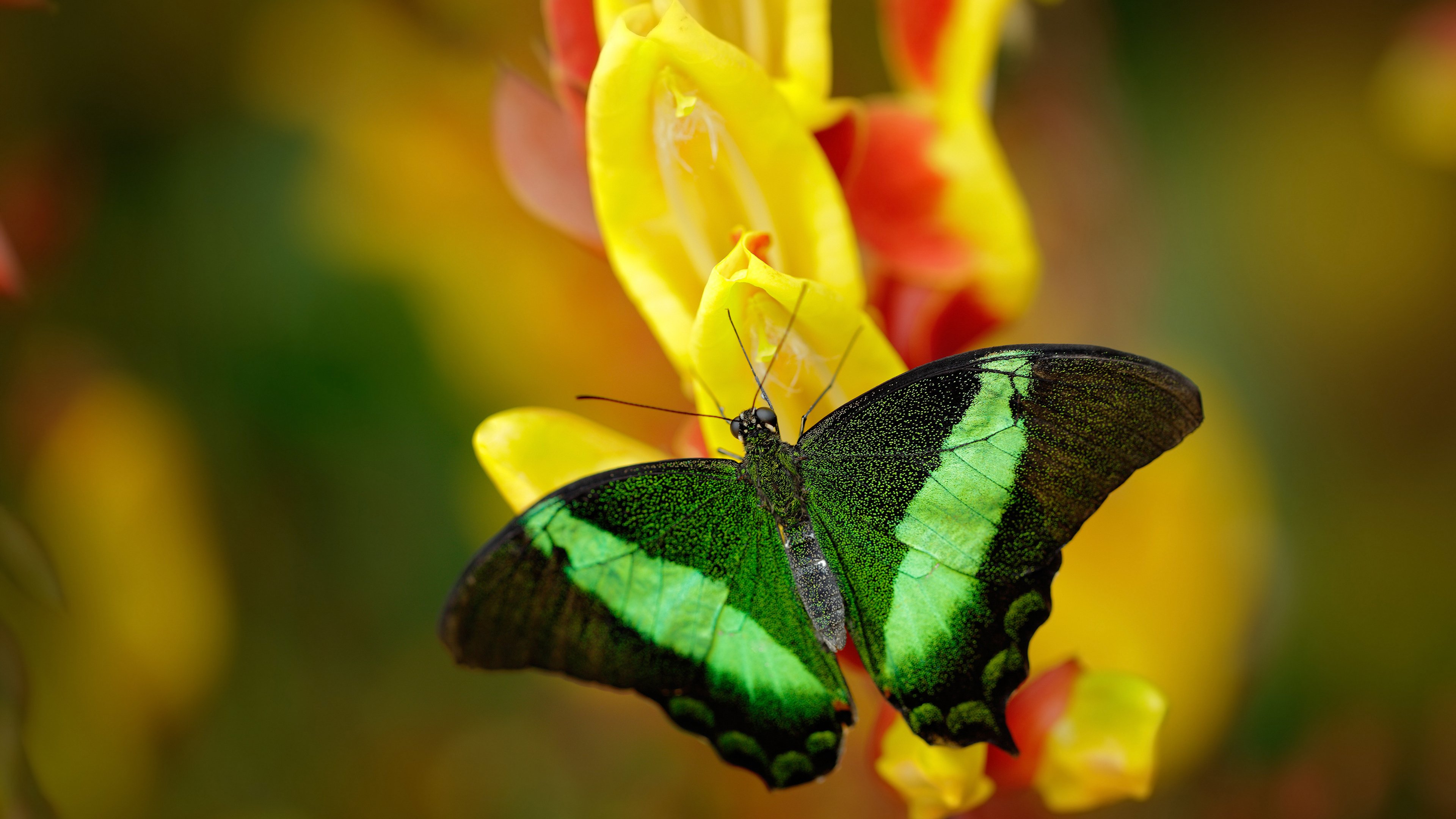 开云电竞登录-澳大利亚队在国际乒联混合团体世界杯的表现分析：意外惊喜，澳大利亚 乒乓球 lay