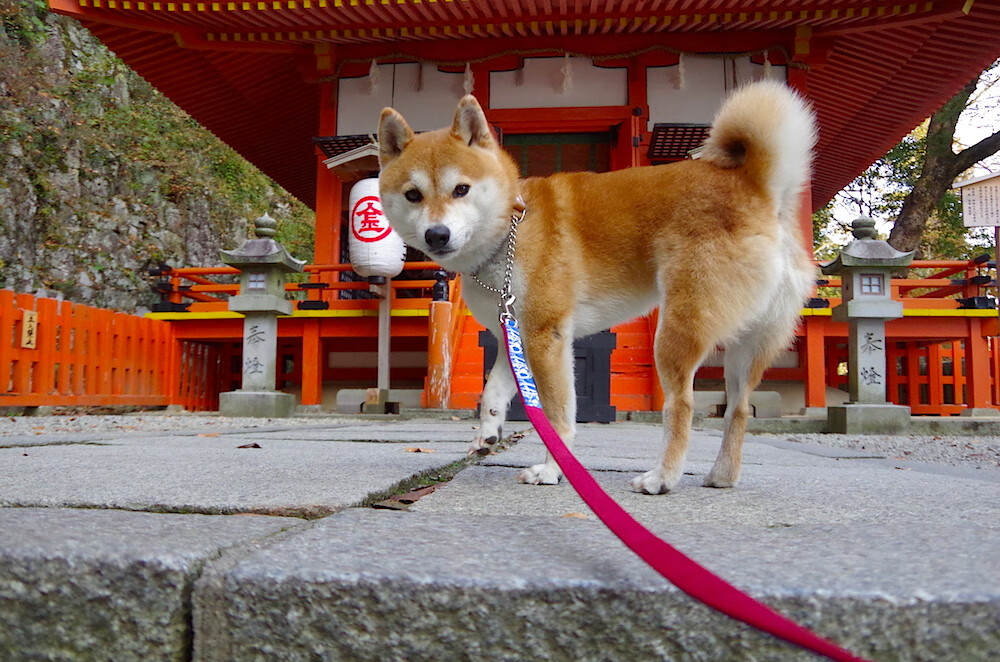 kaiyun网站-公牛内部摄影记录训练趣味瞬间，公牛last dance