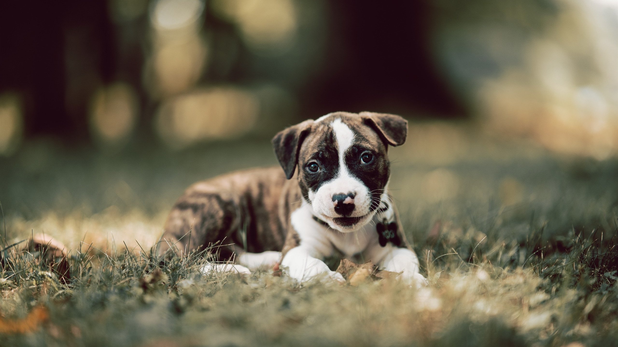 开云注册-威少被赞替补最强带动板凳效率，威少的篮板能力