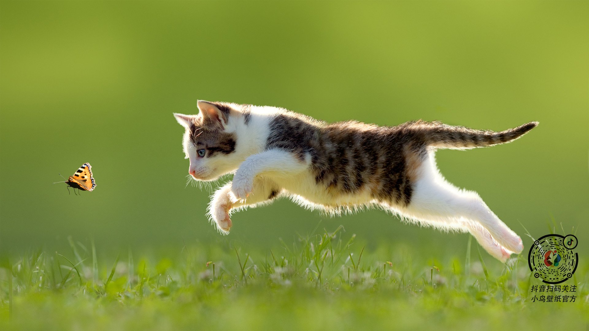 开云综合服务-新西兰橄榄球赛事商业化进程加速,全球化布局拓展,新西兰女子橄榄球