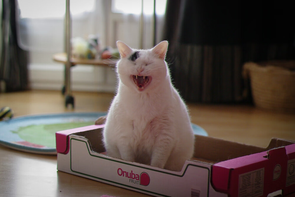 开云体育官方下载-新西兰男队如何保持在全球橄榄球中的竞争优势?,新西兰橄榄球队服